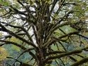 Olympic Peninsula Forests