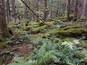Olympic Peninsula Forests