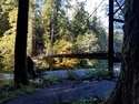 Olympic Peninsula Forests