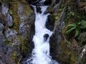 Olympic Peninsula Forests