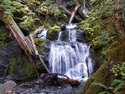 Olympic Peninsula Forests