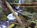 Olympic Peninsula Forests