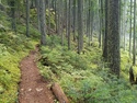 Olympic Peninsula Forests