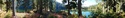 Olympic Peninsula Forests