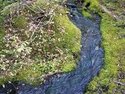 Olympic Peninsula Forests