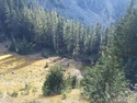 Olympic Peninsula Forests