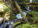 Olympic Peninsula Forests