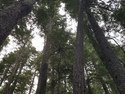 Olympic Peninsula Forests