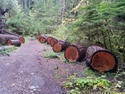 Olympic Peninsula Forests