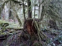 Olympic Peninsula Forests