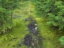 Olympic Peninsula Forests