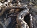 Olympic Peninsula Forests