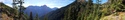 Olympic Peninsula Forests