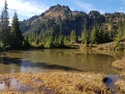 Olympic Peninsula Forests