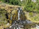 Olympic Peninsula Forests