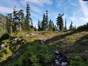Olympic Peninsula Forests