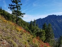Olympic Peninsula Forests