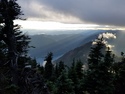 Olympic Peninsula Forests
