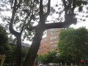 Abnormal branching structure