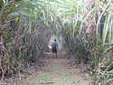 Ace in reed tunnel