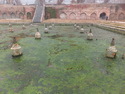 Algae fountain