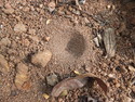 Antlion pit trap