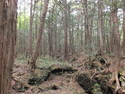 Aokigahara