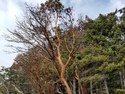 Around bellingham