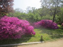 Azaleas at changdeokgung