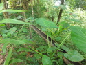 Bamboo waterway