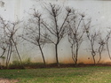 Beautiful little trees