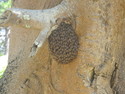 Bees