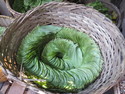 Betel nut leaves