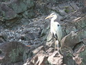 Bird at ritsurin garden