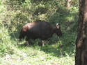 Bison