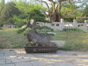 Bonsai at beijing botanical garden