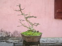 Bonsai at hue pagoda