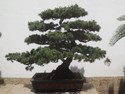 Bonsai in shanghai