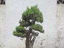 Bonsai in suzhou