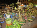 Bonsai in the street of quang ngai