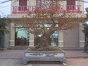 Bonsai on the street of ninh binh