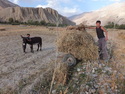 Boy harvesting grain