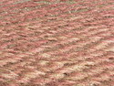 Buckwheat harvest
