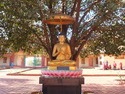 Buddha statue under tree