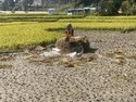 Bundling the rice harvest
