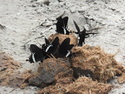 Butterflies on elephant shit