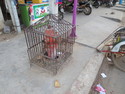 Caged fire hydrant