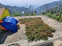 A cannabis harvest drying on a rooftop