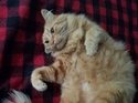 Cat luck 