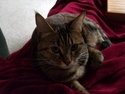 Cat luck